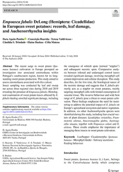 Empoasca fabalis DeLong (Hemiptera: Cicadellidae) in European sweet potatoes: records, leaf damage, and Auchenorrhyncha insights Empoasca fabalis DeLong (Hemiptera: Cicadellidae) in European sweet potatoes: records, leaf damage, and Auchenorrhyncha insights