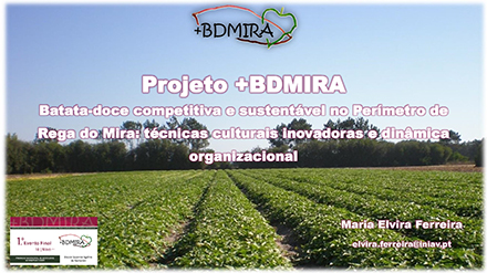 Sustentabilidade da produção hortícola e a cultura da batata-doce