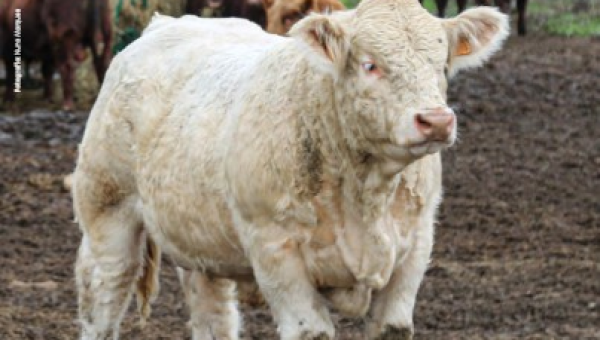 A suplementação da dieta de novilhos com Bromoil | publicação número 60 da revista Ruminantes