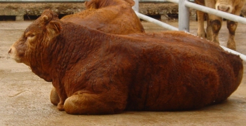 Primeiro ensaio previsto com vitelos cruzados Limousine x cruzado de Alentejano 