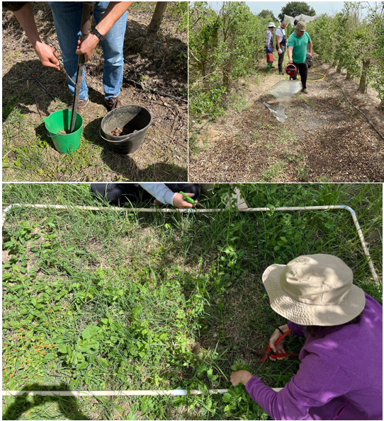 Atividades no âmbito da tarefa 5.1.5 - colheita de amostras de solo, aplicação de chorume suíuno e a colheita de biomassa vegetal dos pomares Image