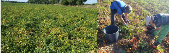 Atividades no âmbito da tarefa 5.1.5 - colheita de amostras de tomate na Herdade do Mouchão do Esfola Vacas Image