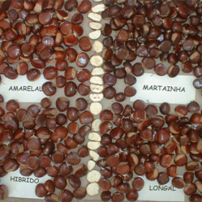 Castanhas / Chestnut varieties