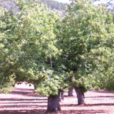  Souto centenário na região de Marvão / Centenary orchard in Marvão region