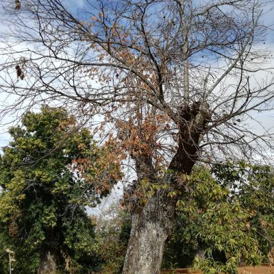 Árvore com sintomas de doença da tinta/ Tree with root rot symptoms