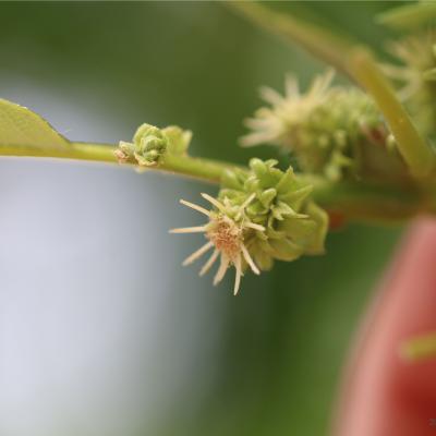 Flor feminina de castanheiro / Female flower of chestnut