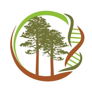 Logotipo pinheiro-bravo
