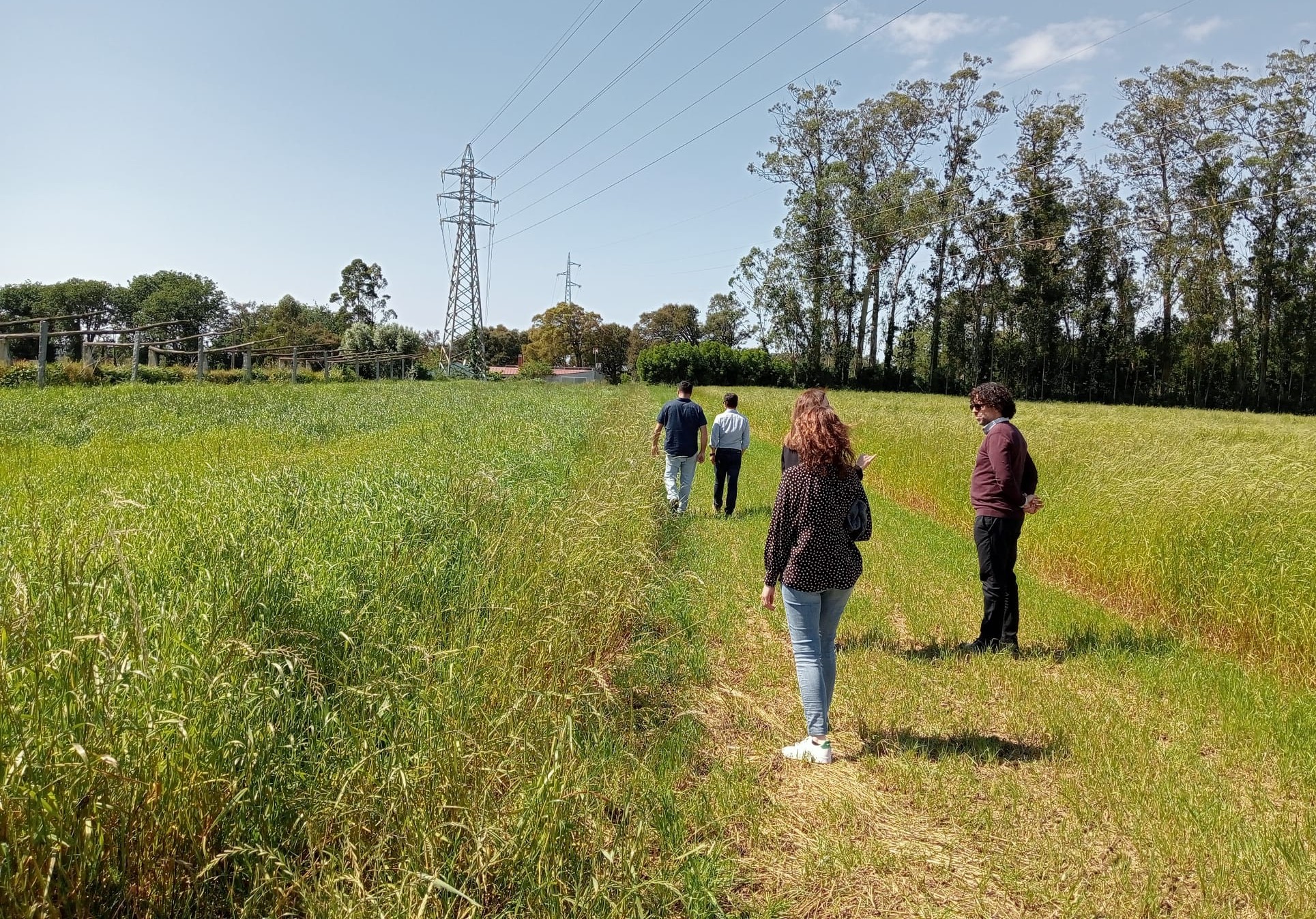 No campo experimental da FlorAlves foi observado por todos os participantes o resultado da aplicação do fertilizante produzido a partir de lamas e retraço de tomate no crescimento da cultura