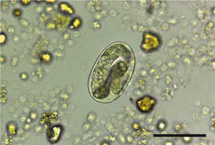 Strongyloides eggs