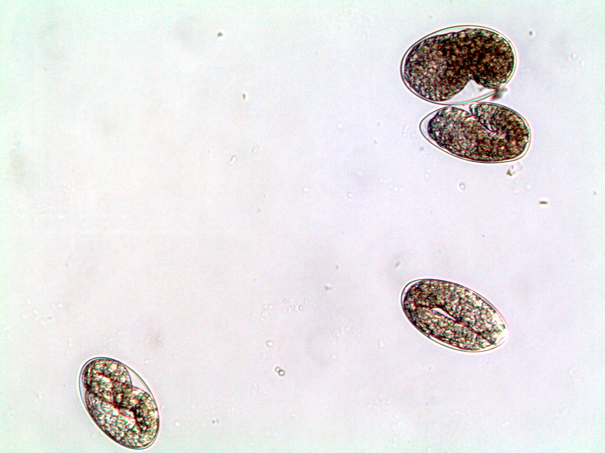 Gastrointestinal strongylids (GIS) eggs