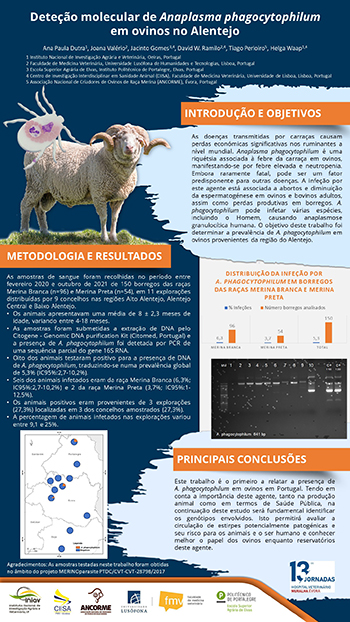 Poster: Deteção molecular de Anaplasma phagocytophilum em ovinos no Alentejo