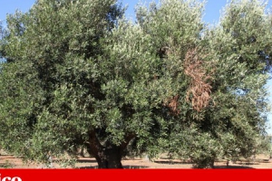 Bactéria que destrói oliveiras chegou a Portugal através de plantas ornamentais