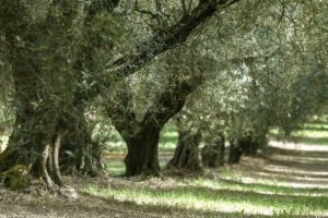 Xylella, la più grave minaccia all’agricoltura del Sud Italia