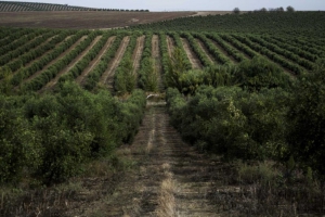 Doença "fastidiosa" do olival em Espanha está a assustar o Alentejo