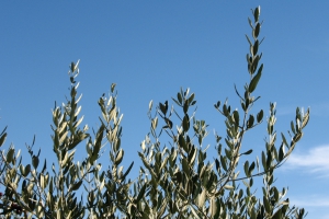 Xylella fastidiosa: A misteriosa bactéria que mata as oliveiras