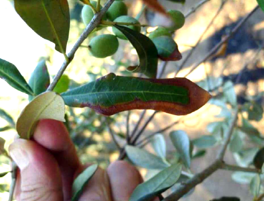 Folha de oliveira