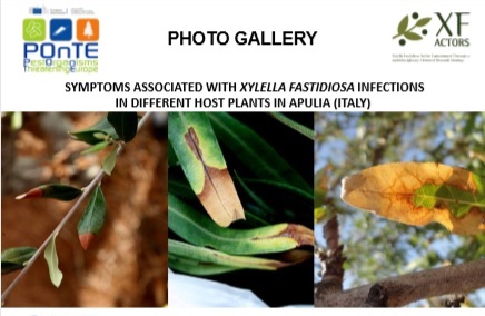 Photo Gallery of symptoms caused by xylella in Apulia