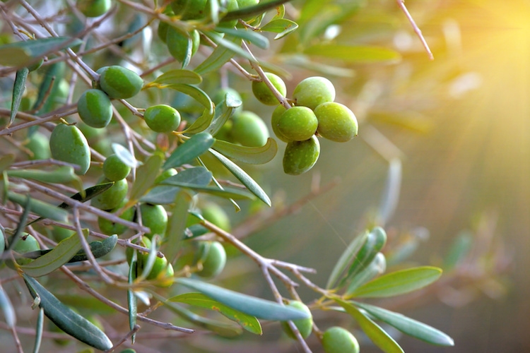 28 09 2017 olivo ramo ulivo olive by giovanni cancemi fotolia 750