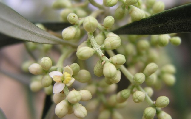 flores oliveira flfrevista