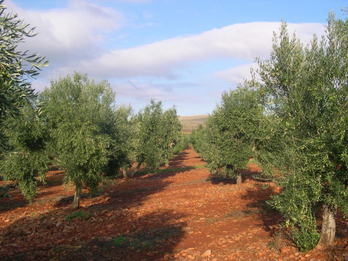 olivar agroclm