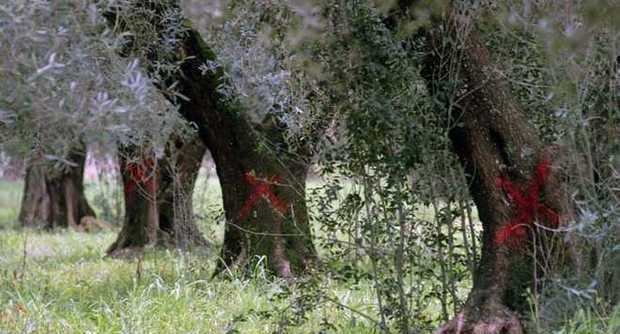 oliveiras sinalizadas barlettanews