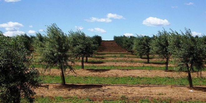 11 05 2018 oliveiras olive trees