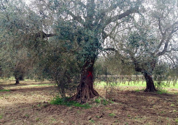 oliveira cruz ansa