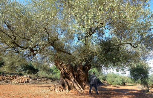 oliveira milenar goodplanet