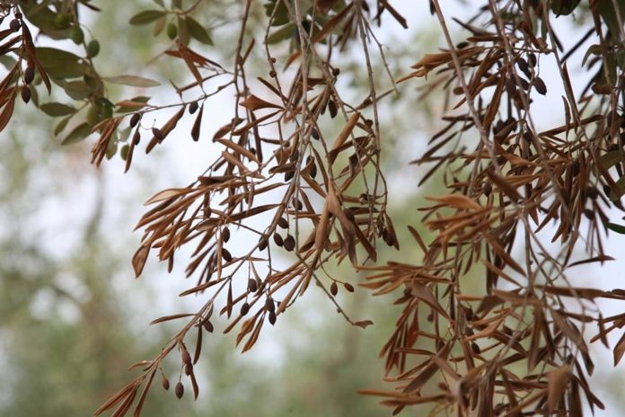 oliveira seca agropopular