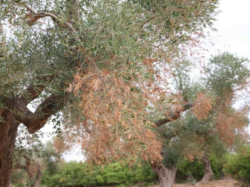 oliveira seca diariodeteruel