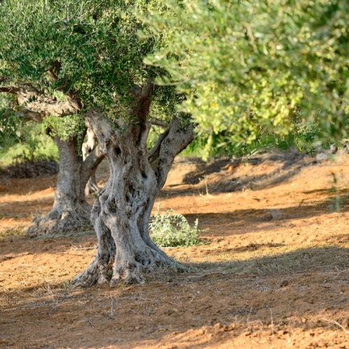 oliveiras agronotizie