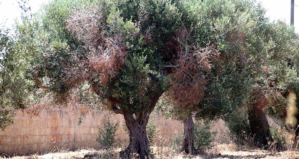 oliveiras secas lesechos