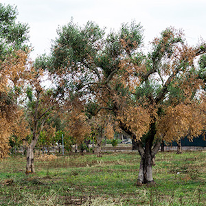 oliveiras secas italiafruit