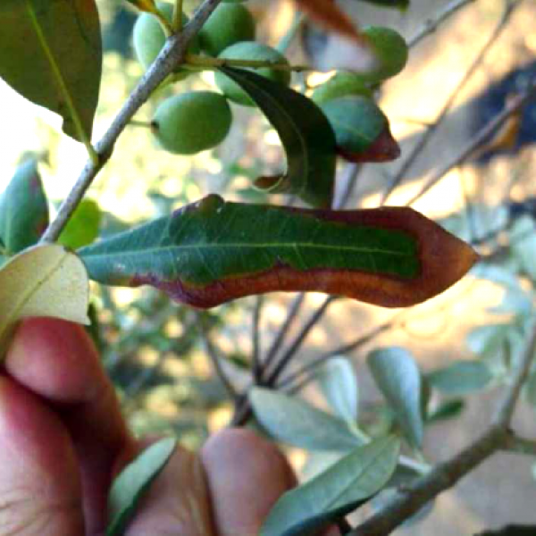 Folha de oliveira